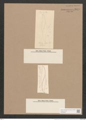 Pleurosigma tortuosum Cleve (de-Toni-Nr.: Genus 13, Species 1016) Zeichnungen Sammlung Grunow Nr. 2079 (NHMW-BOT-W0368943)